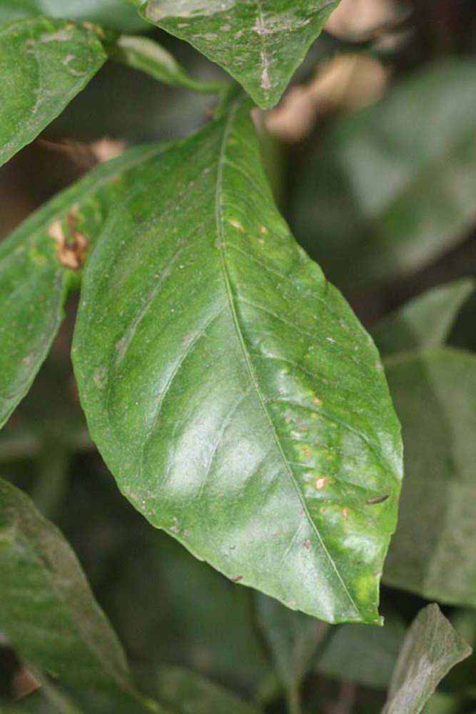              Unifoliolate leaf (Riverside, CA)       